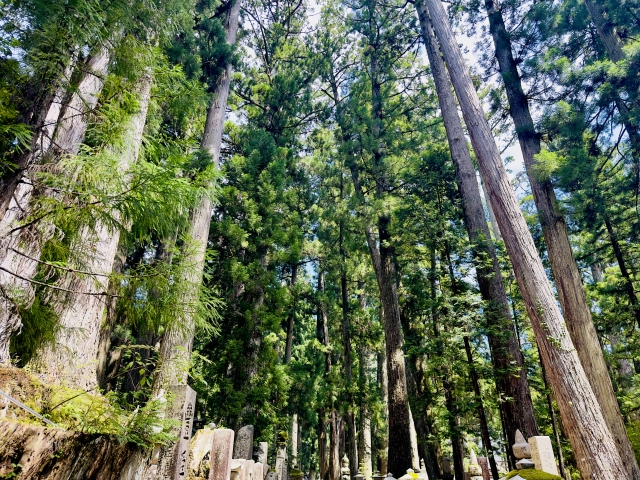 和歌山 真言宗総本山 奥の院