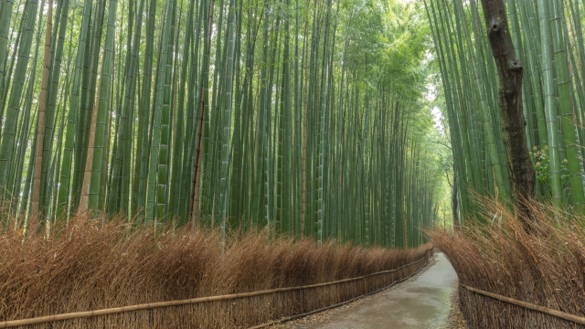 嵯峨野 竹林の小径