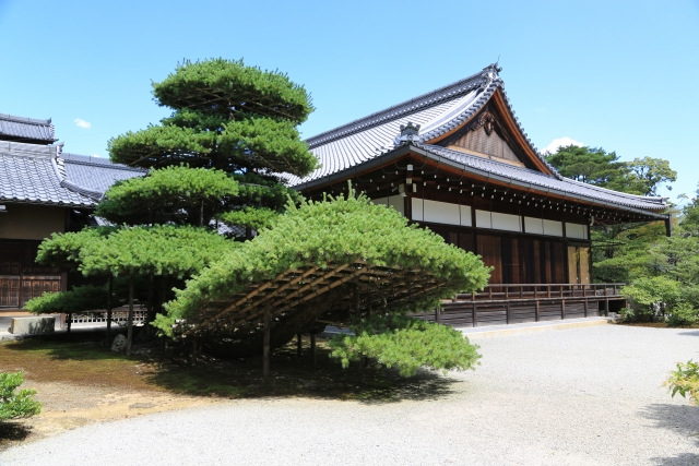 金閣寺 陸舟の松