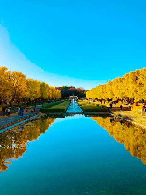 昭和記念公園 カナールイチョウ並木紅葉