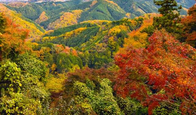 高尾山からの眺め