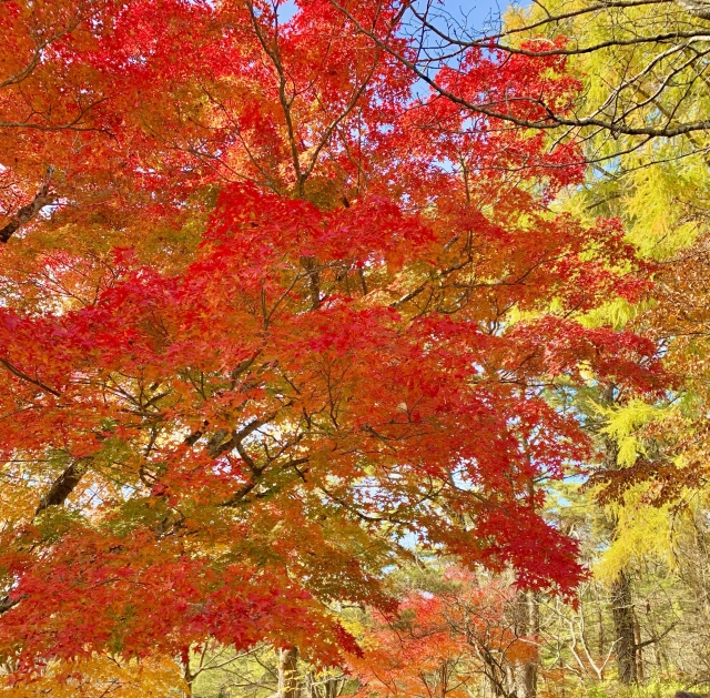 高尾山の紅葉