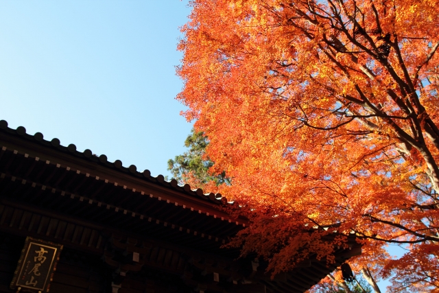 高尾山 薬王院の紅葉