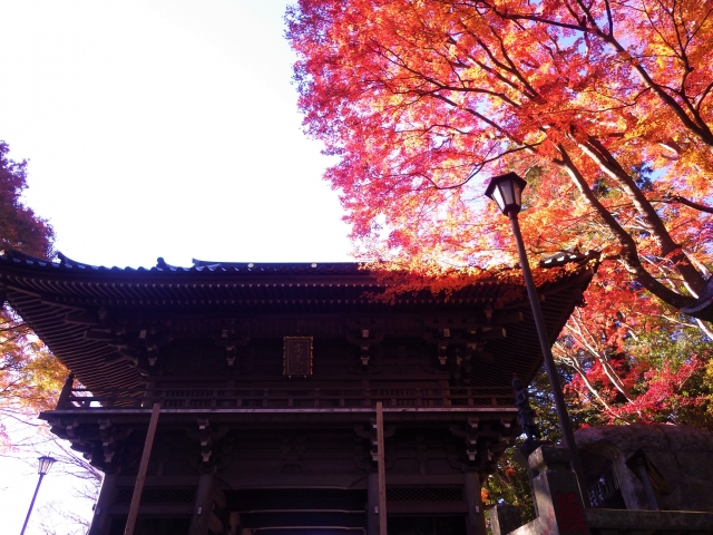 高尾山薬王院山門の紅葉