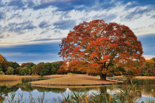 昭和記念公園 水鳥の池 紅葉