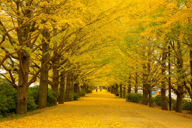 昭和記念公園かたらいのイチョウ並木紅葉