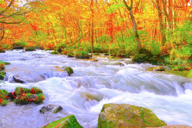 奥入瀬渓流の紅葉